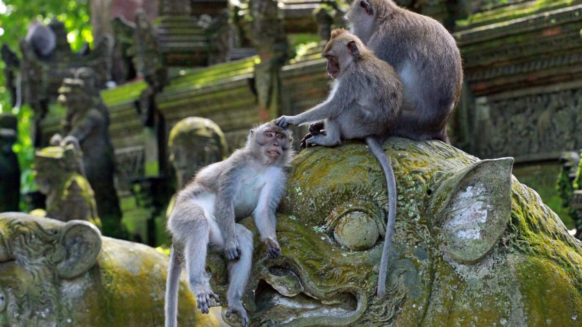 Visit the Sacred Monkey Forest Sanctuary